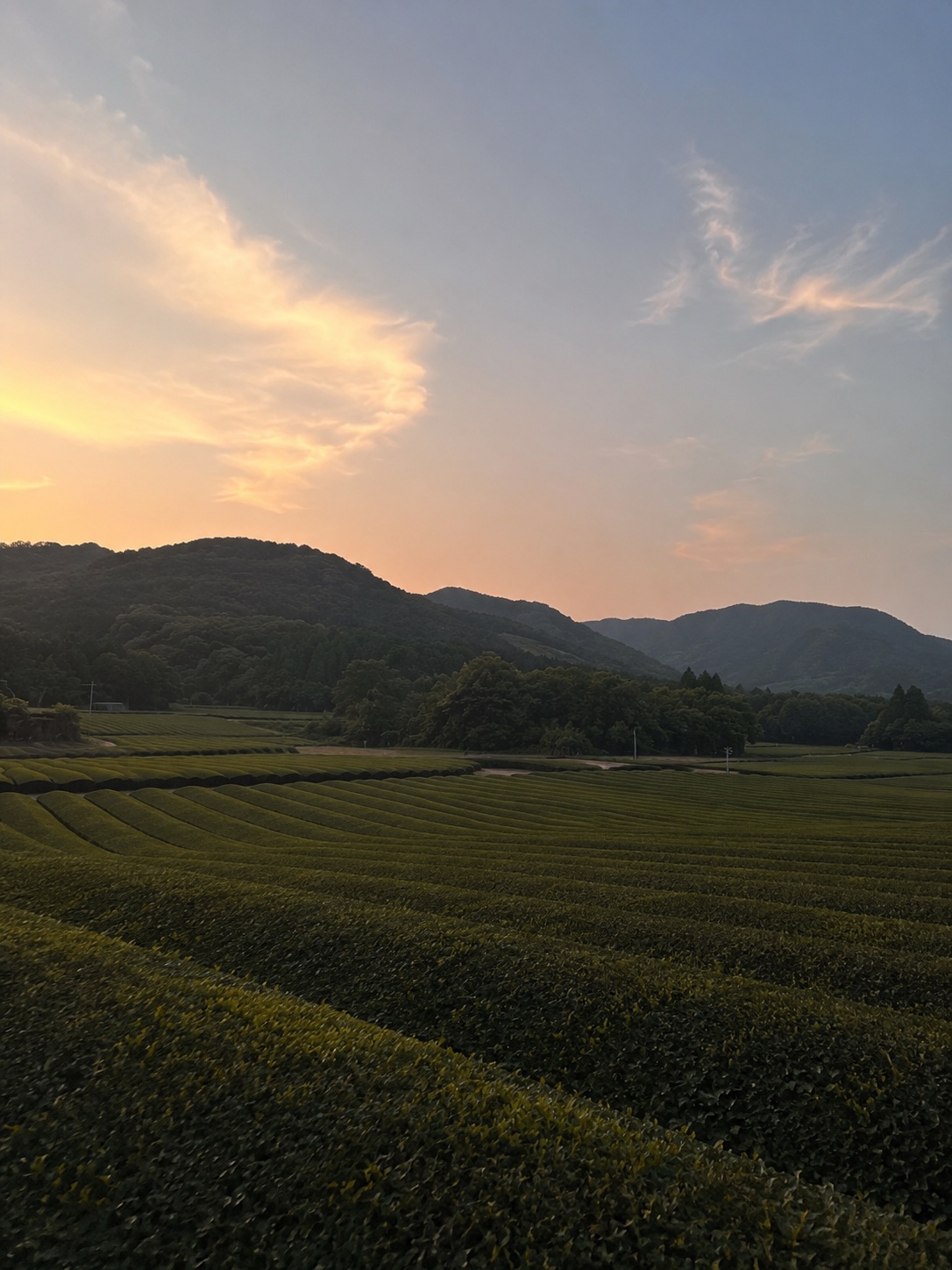 Tea fields at sunset in Mie, Japan, framed by forested mountains